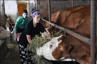 Trabzon'un Of ilçesinde el ele veren 49 yaşındaki Gülhanım ve oğlu Metehan Aydın, hayvancılık yaparak aile ekonomisine katkı sağlıyor.
